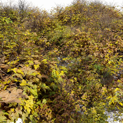Bush 024 — Ver 5