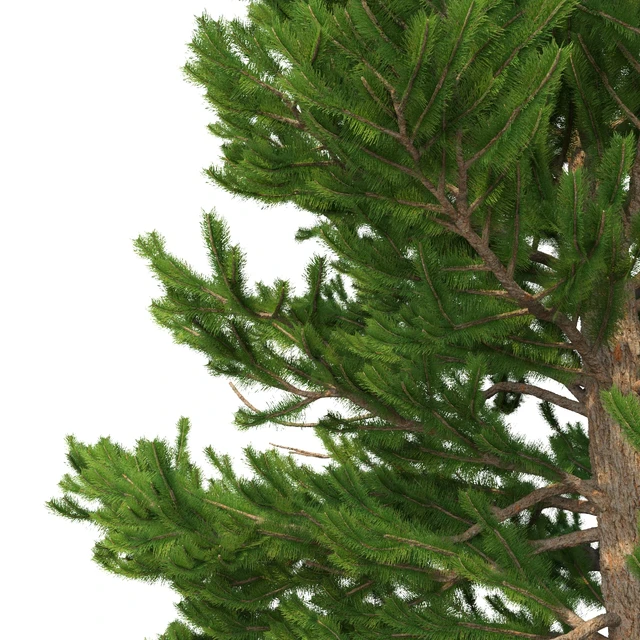 Norway spruce Set 1 Corona — Descargar