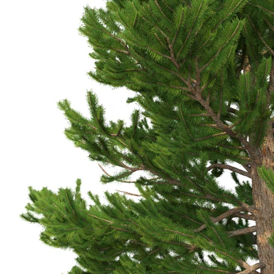 Norway spruce Set 1 Corona — Ver 5