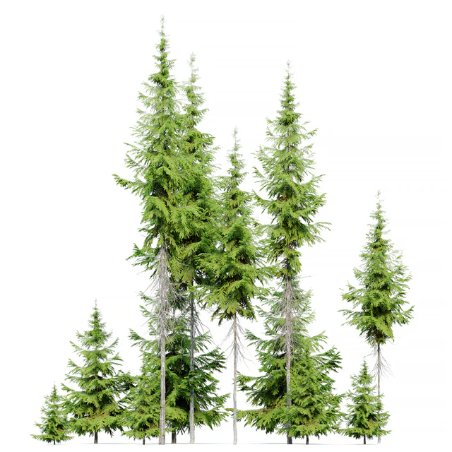 Abies guatemalensis — Descargar