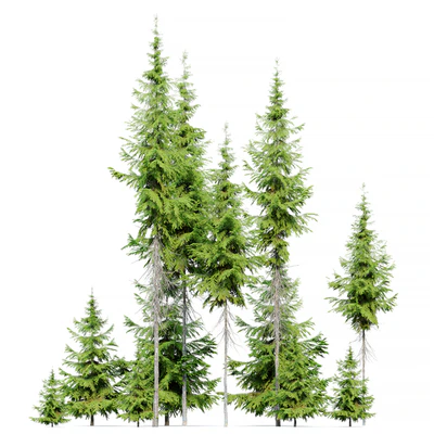 Abies guatemalensis — Ver 3