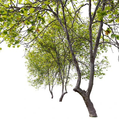 Acer Saccharinum 02 — Вид 6