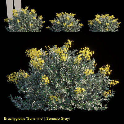 Brachyglottis Sunshine | Senecio Greyi — Скачать