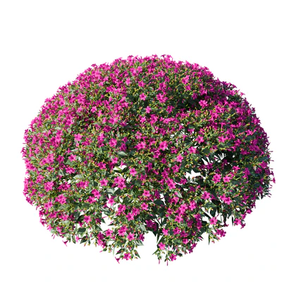 Mirabilis jalapa (Fuchsia) August (Corona)  Mirabilis jalapa — Ver 5