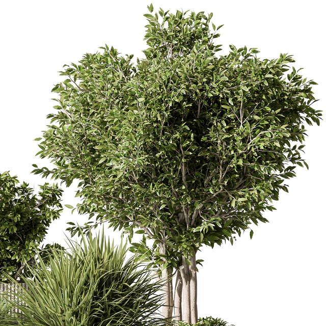 Indoor Plant 532 -Tree in Pot — Скачать