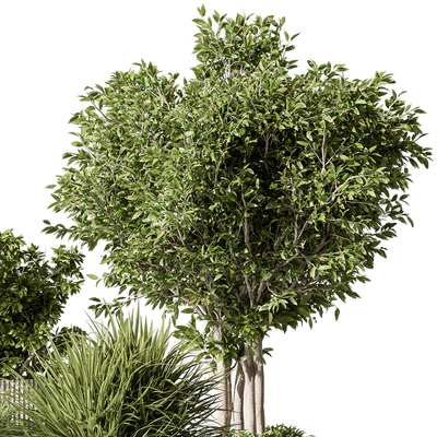 Indoor Plant 532 -Tree in Pot — Вид 6