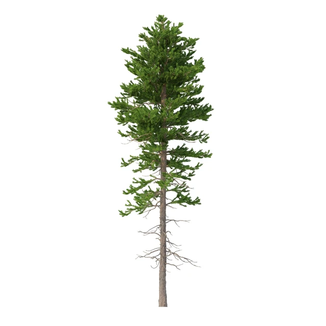 Norway spruce Set 1 Corona — Descargar