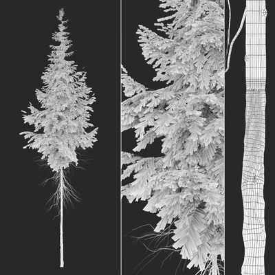 Abies guatemalensis — Ver 4