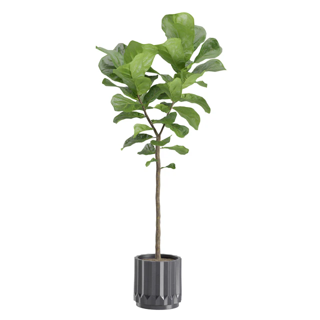 Ficus Lyrata in Dark Planters — Descargar
