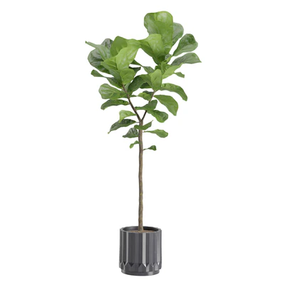 Ficus Lyrata in Dark Planters — Ver 6