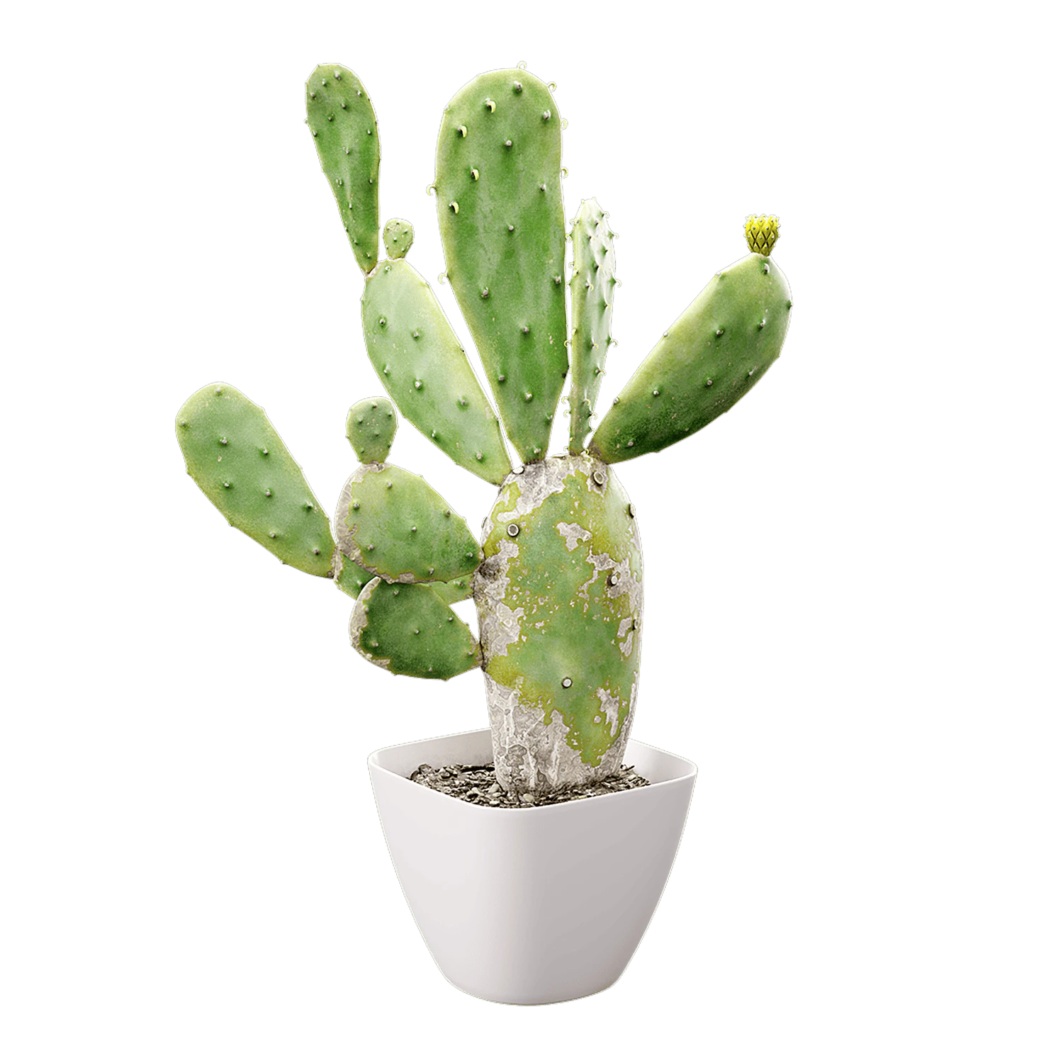 plant cactus prickly pear 001 — Descargar