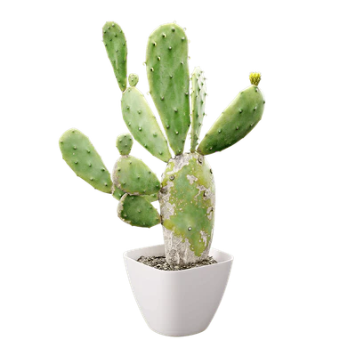 plant cactus prickly pear 001 — Descargar