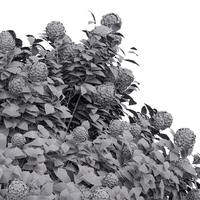 New Plant Edgeworthia Chrysantha Paperbush Viburnum Opulus Roseum Bush — Descargar