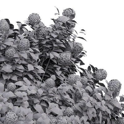 New Plant Edgeworthia Chrysantha Paperbush Viburnum Opulus Roseum Bush — Ver 6