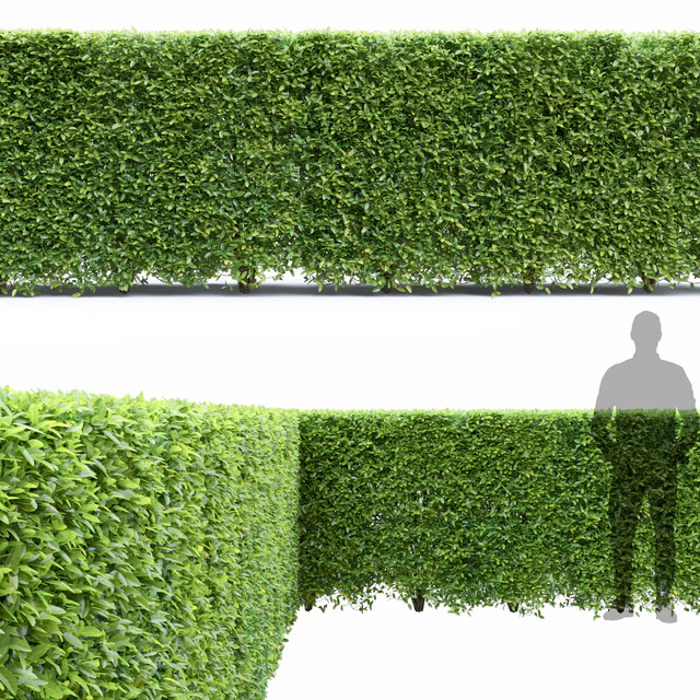 Ligustrum — Download