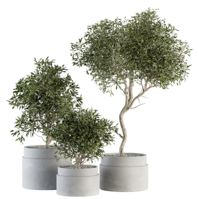 indoor Plant Set 340- Tree and Plant Set in pot — скачать