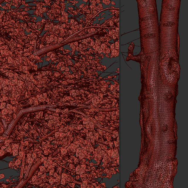Set of Tilia Platyphyllos Trees (Large-Leaved Lime) (2 Trees) — Descargar