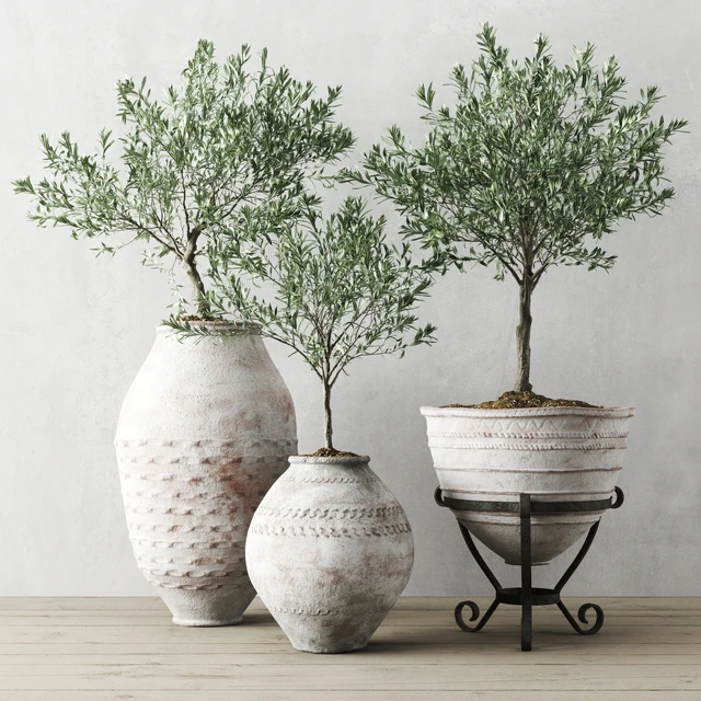 Olive European In Antique Vessels — Descargar