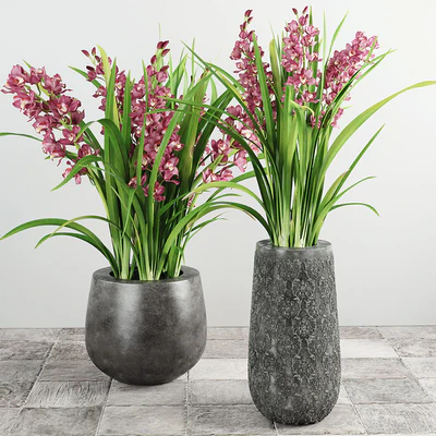 Cymbidium Orchid — Ver 1