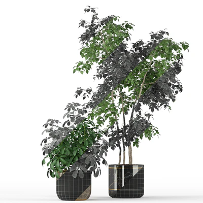 Plants collection 204 — Ver 3