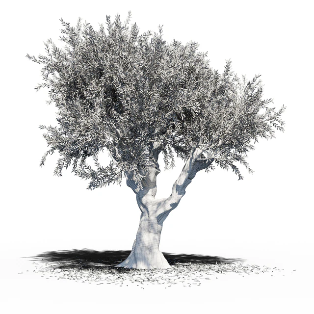 Olive Tree (Europa Olea) v2 — Descargar