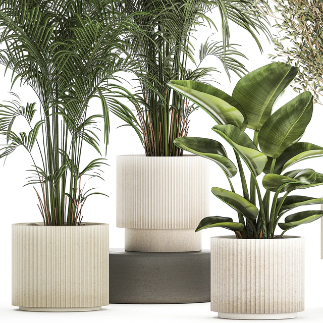 Collection of plants in modern white pots with small indoor lush palm trees Howea, olive tree, cactus, strelitzia. Set 1368. — Descargar