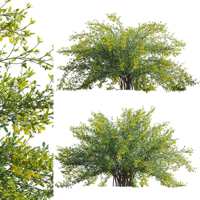 Berberis vulgaris - European barberry - Common barberry 03 — Ver 1