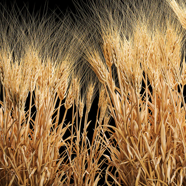 Bushes of spikelets of dry wheat in flowerpots dried flowers, eco style. Plant collection 1204 — Descargar