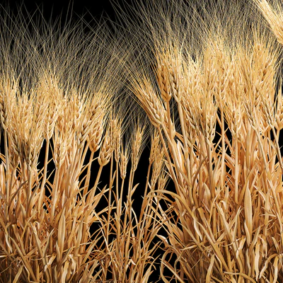 Bushes of spikelets of dry wheat in flowerpots dried flowers, eco style. Plant collection 1204 — Ver 6