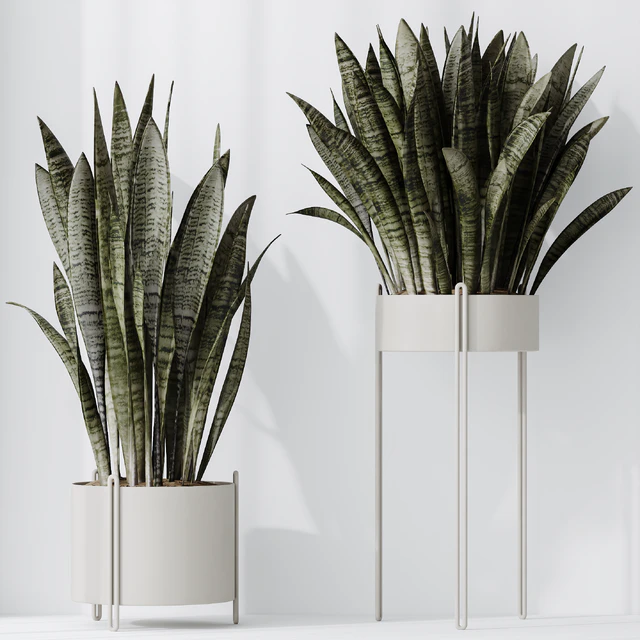 HQ HousePlants Snake Green Sansevieria Trifasciata Robusta — Скачать