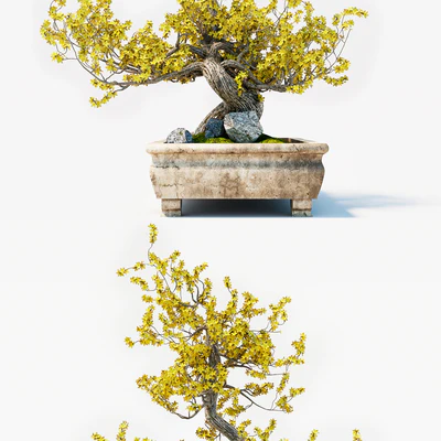Bonsai — Ver 3