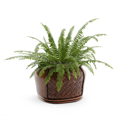 Boston Fern — Вид 4