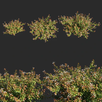 abelia x grandiflora flower op3 — Вид 2