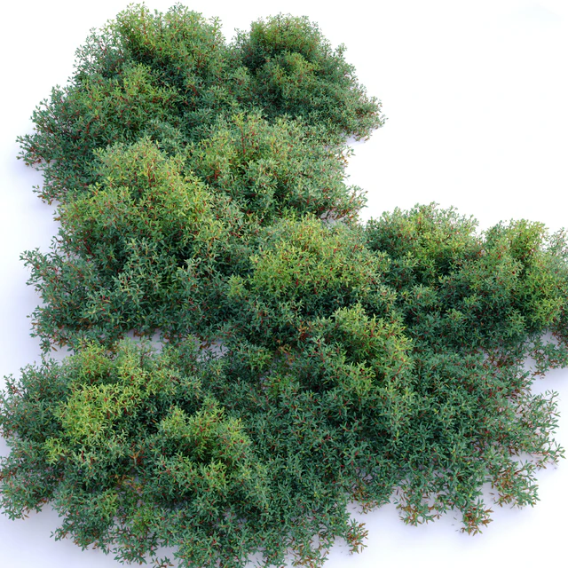 Drimys lanceolata — Скачать