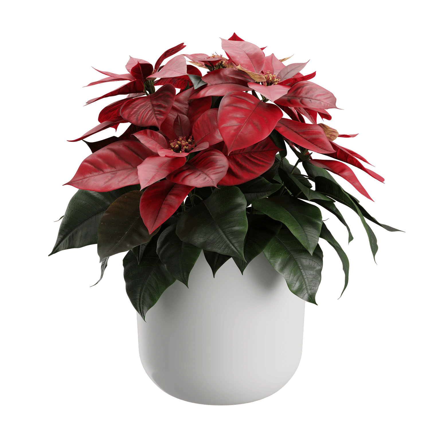 plant red poinsettia — Скачать