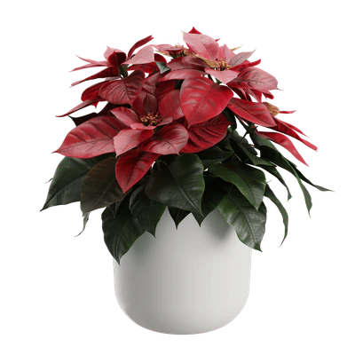plant red poinsettia — Скачать