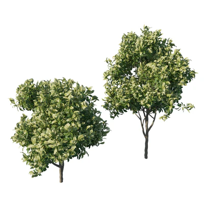 Eriobotrya japonica loquat 03 — Ver 3