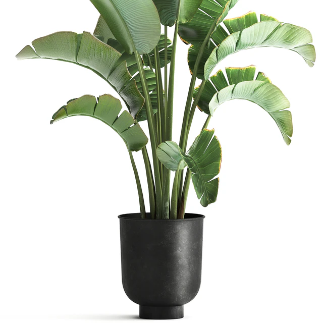 Strelitzia and banana bush in a metal vase and pot in the loft style, ravenala. 1111. — Descargar