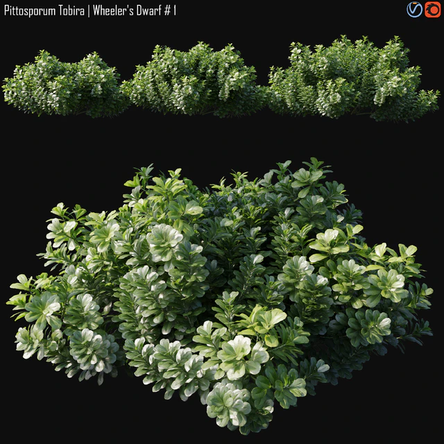 Pittosporum Tobira | Wheeler's Dwarf # 1 — Скачать
