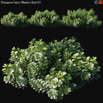 Pittosporum Tobira | Wheeler's Dwarf # 1 — Скачать
