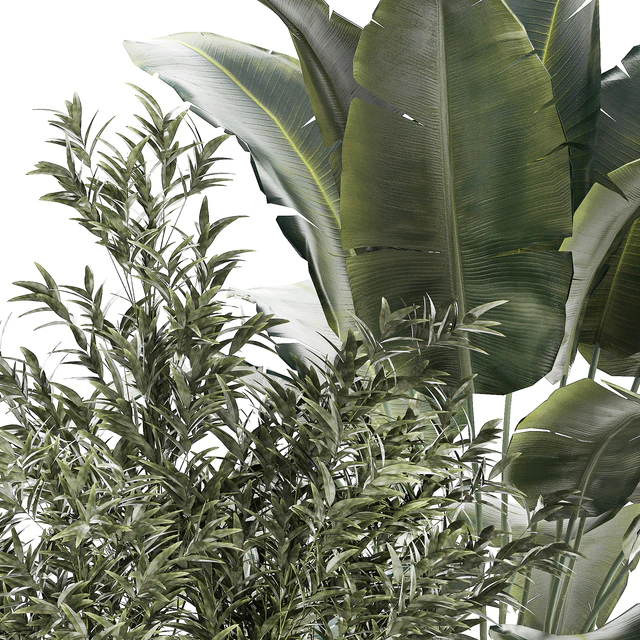 Banana palm and Ficus lyrata in a pot with bamboo bush. Plant collection 1299 — Descargar