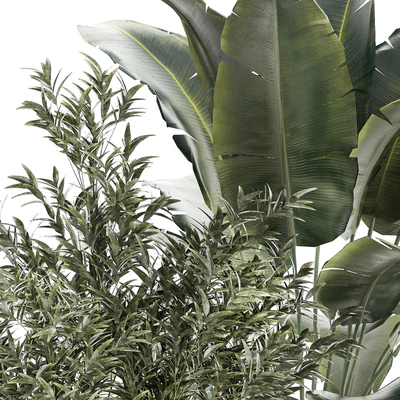 Banana palm and Ficus lyrata in a pot with bamboo bush. Plant collection 1299 — Ver 6