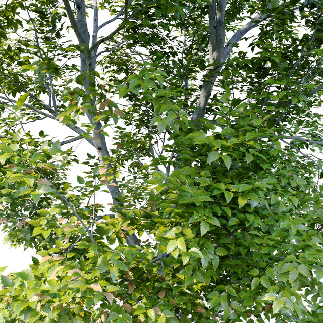 American Beech 4 — Descargar