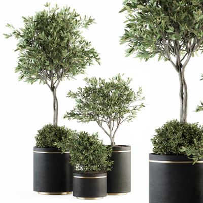 indoor Plant Set 239 - Olive in Pot — Вид 1