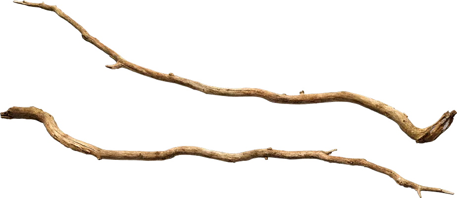 old tree branch 013 — Descargar