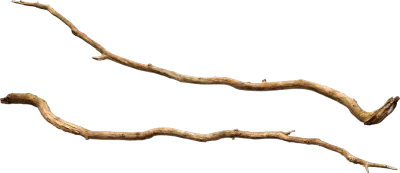 old tree branch 013 — Descargar