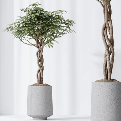 HQ HousePlants Schefflera Arboricola Umbrella Set02 — Вид 6