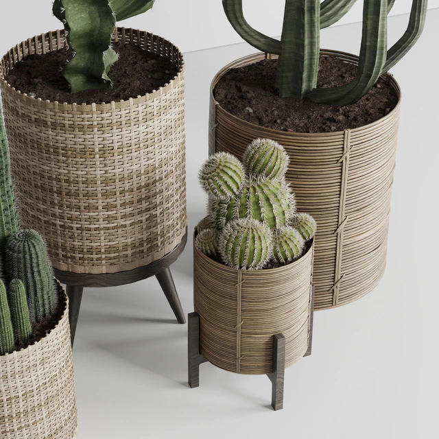 Cactus in basket — Descargar