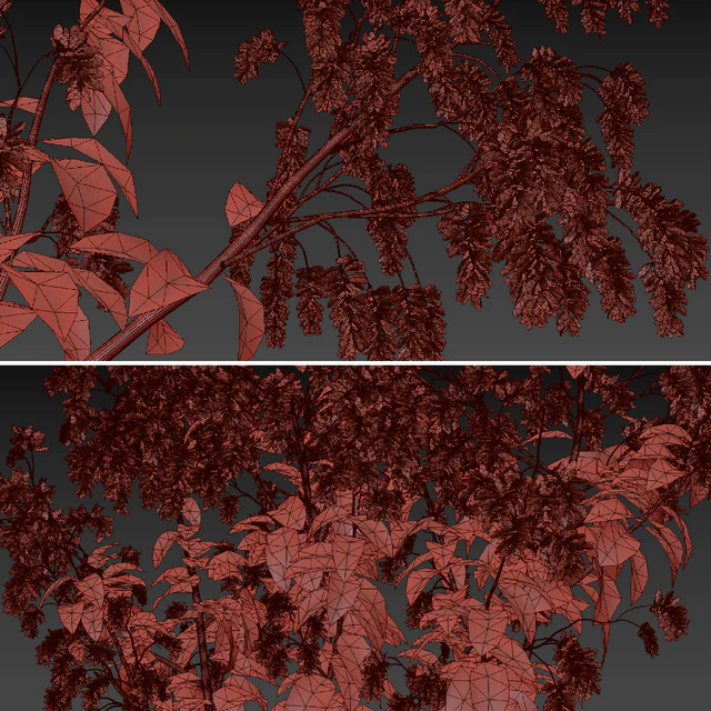 Set of Polygonum Orientale Plant ( Princes Feather ) ( 3 Plants ) — Descargar