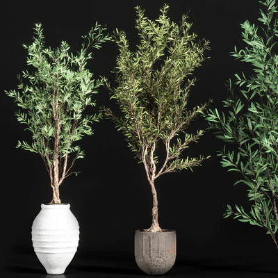 indoor plant olive set 01 — Ver 5